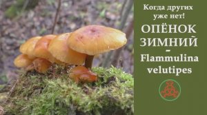 Когда других уже нет! ОПЁНОК ЗИМНИЙ - Flammulina velutipes.
