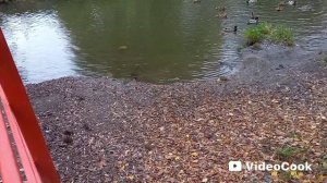 Крысы и утки на реке осенью...