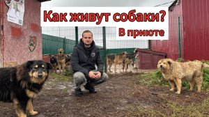 Как живут собаки в приюте