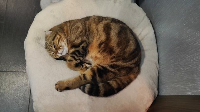 сонные любимуши смотреть онлайн