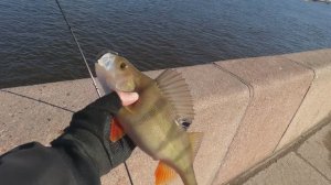 Рыбалка на Неве спиннингом , приятный бонус✅