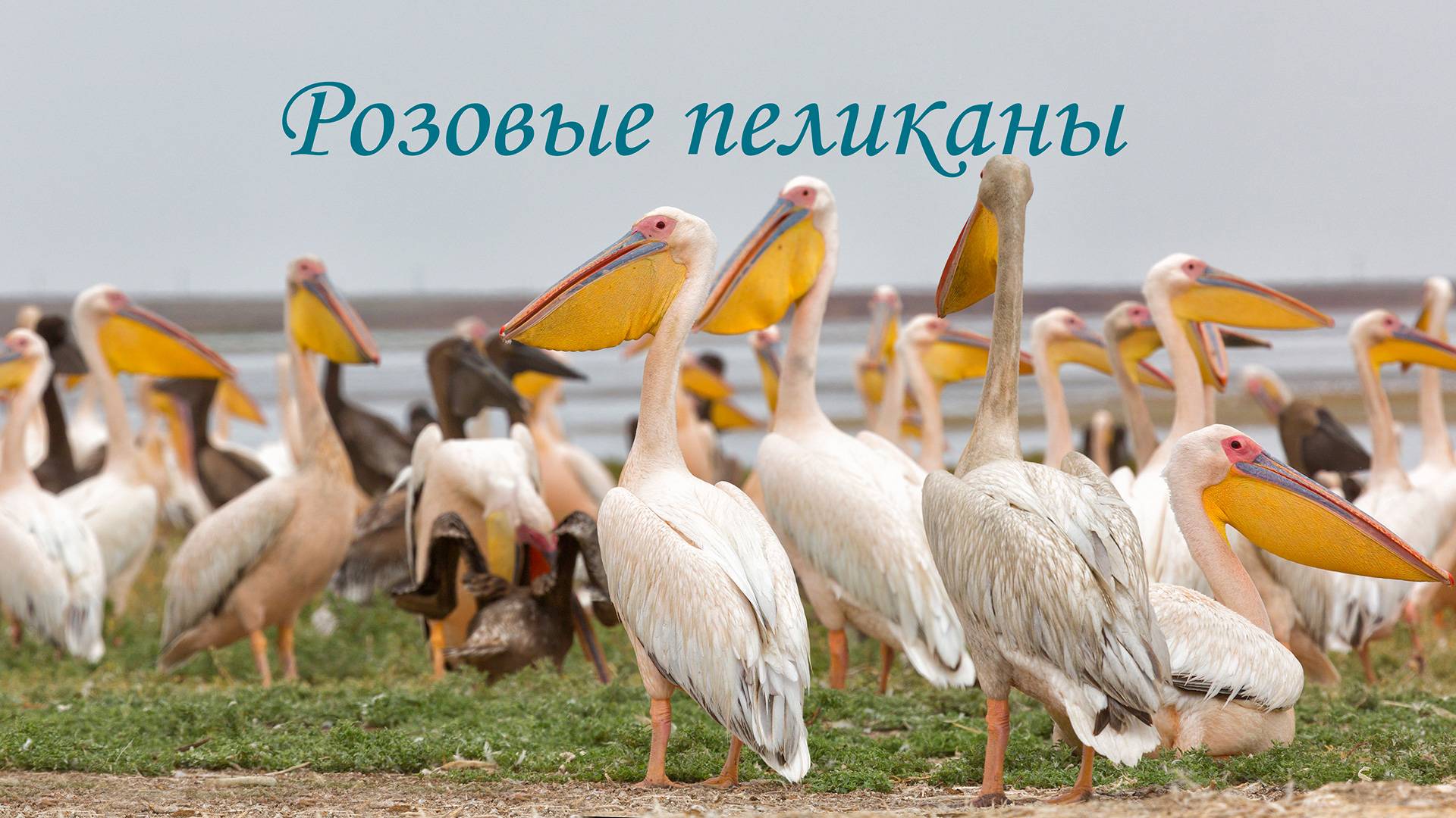Розовые пеликаны на озере Маныч