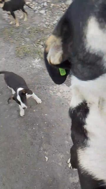 Жужа со своими щенками живет на заброшенной шахте. Помогите собрать ей на корм.