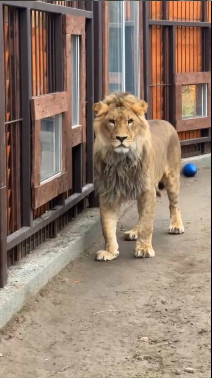 Свет мой, зеркальце, скажи. смотреть онлайн