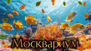 Хирург-зебра. Носорог оранжевоиглый. Ангел-полумесяц. Рыбы. Океанариум. Москвариум. Октябрь 2025