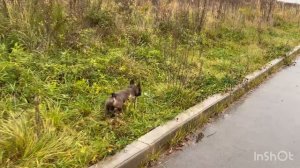 Французский бульдог. Будни