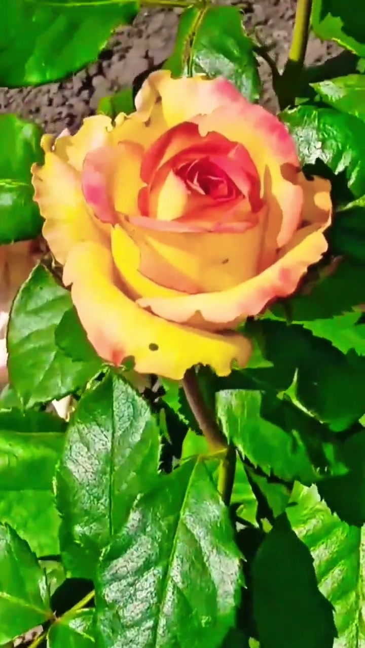 Они ушли с летом. Но, жизнь продолжается! ♥️ смотреть онлайн