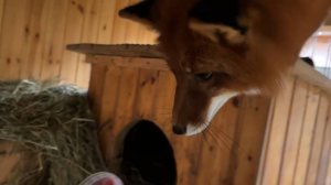 Лиса-Алиса. Лис Игнис интересуется, что сегодня на завтрак