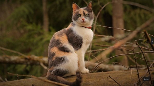 прощай Муся.