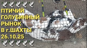 🕊🕊🕊 26.10.25. Городской птичий голубинный рынок в г.Шахты. Bird Market. Pigeons Fair.