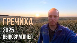 Медосбор с ГРЕЧИХИ: кочёвка 2025