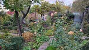 Про здоровье роз в южном саду и обзор моего горшечного садика 21.10.2025 г. Пятигорск, зона 6б.