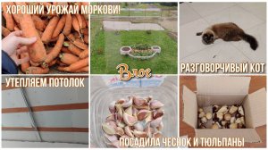 ВЛОГ 🏠 Урожай моркови! Кто сказал: «МАМА?» 🐱😂 Утепляем потолок. Посадила чеснок и тюльпаны 💐