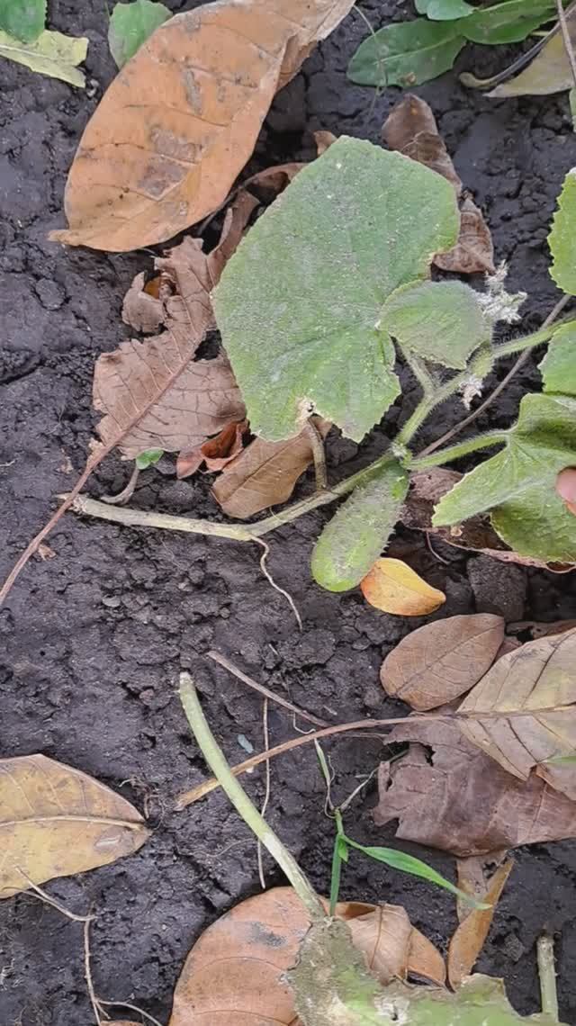 А у нас огурцы так огурцы)))🥒🥒🥒 смотреть онлайн