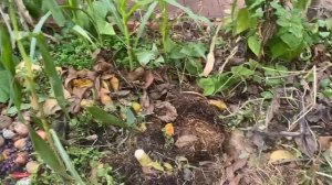 Высокие грядки, Пользы меньше, чем вреда.