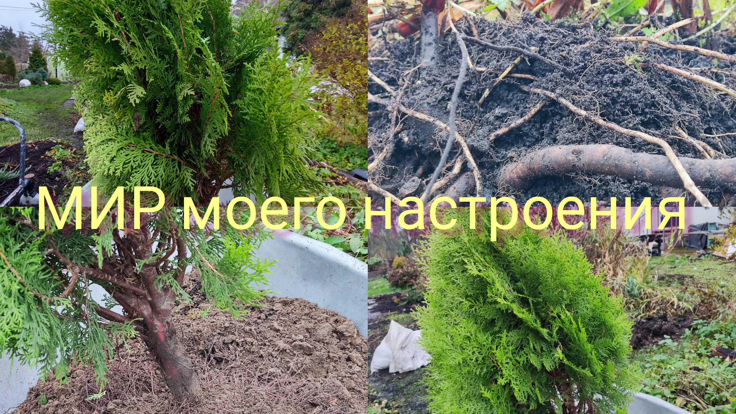 25.10.25 Дача.Готовлю тую с ОКС к посадке, важные моменты. смотреть онлайн