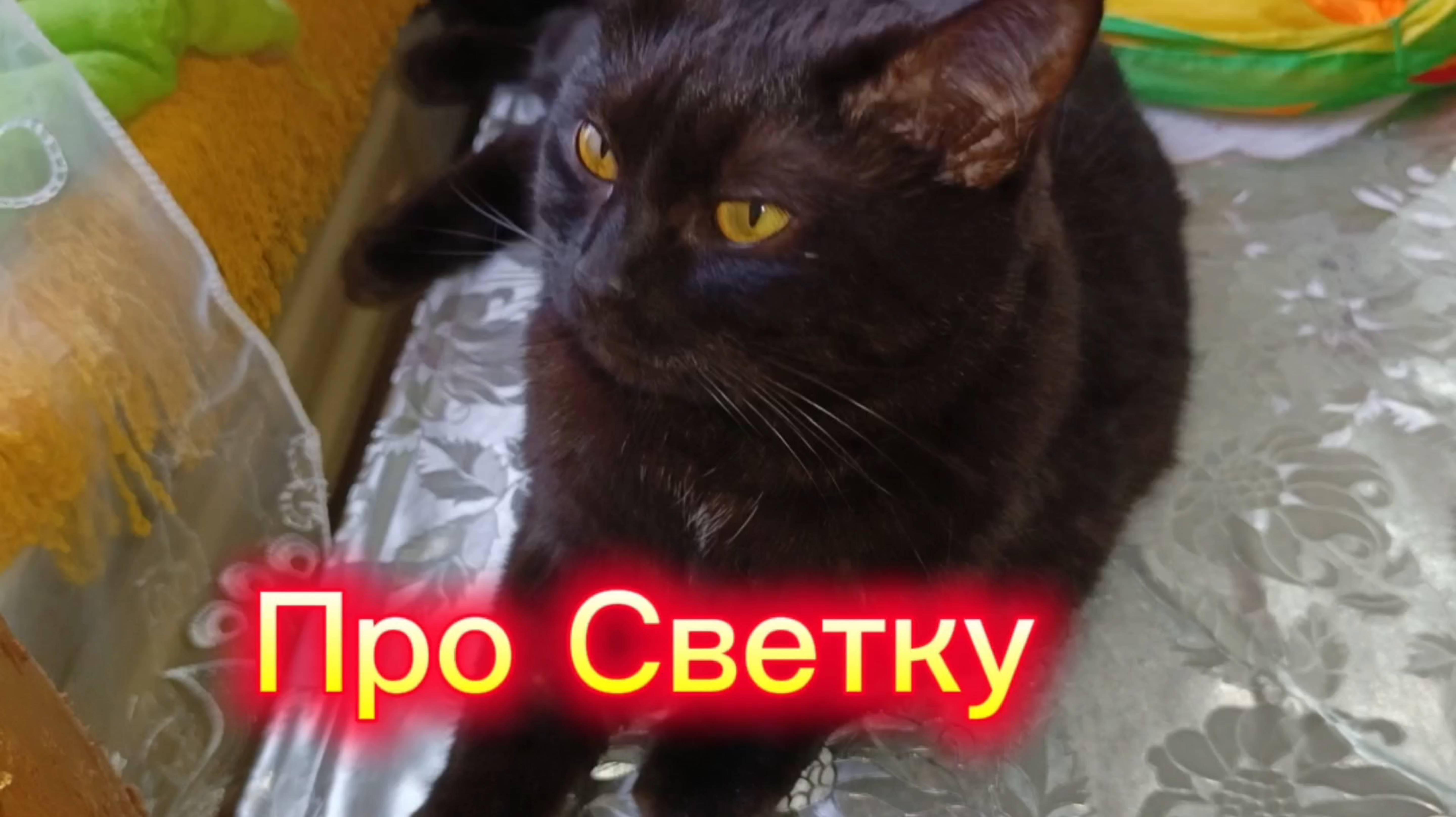 Кошки с озвучкой. смотреть онлайн