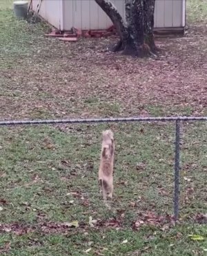 🤣 Побег не удался... Вертухай бдительный... 🤣