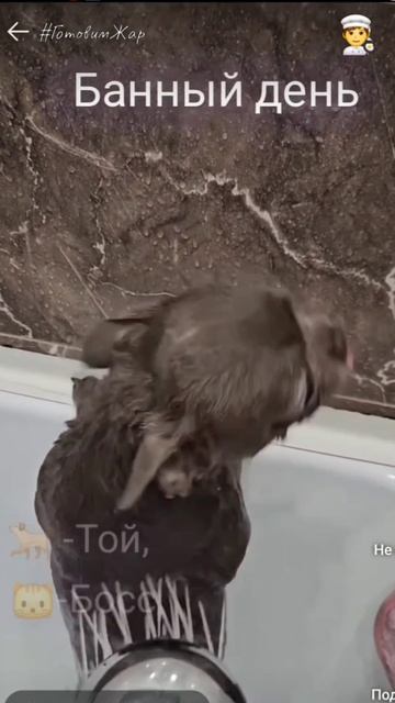 Той и Босс #животные #рек #рекомендации #яппи #лайк #подписка смотреть онлайн