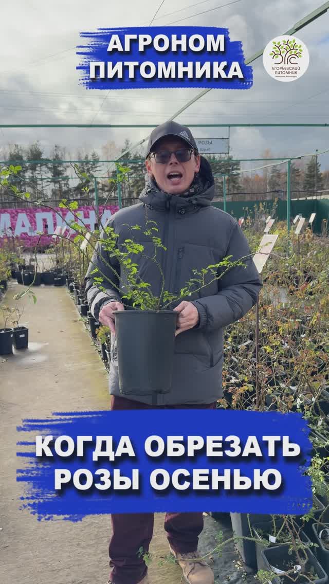 КОГДА ОБРЕЗАТЬ РОЗЫ смотреть онлайн