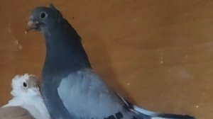 Ястреб гоняет голубей