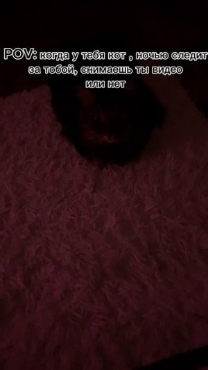 Не, ну а что?) я не сплю в час ночи 🙄💕 это мой кот райан 🖤🖤