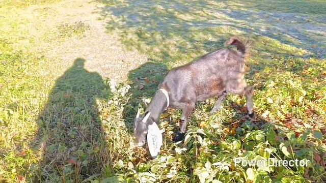 Ждём оте́ла Милки🐮