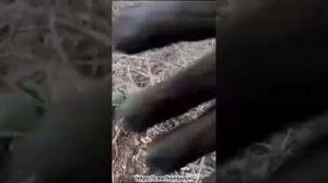 Работа эвакуационных групп, в зоне СВО
🇷🇺 Ангелы в камуфляже 🇷🇺
Под песню "Война бывает детская"