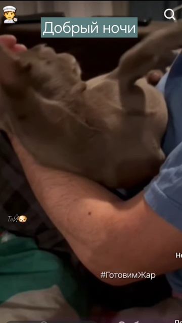 Спокойной ночи малыши #ночь #рек #животные #чихуахуа #рекомендации #готовимжар #яппи #подписка смотреть онлайн