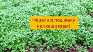 Почему Фацелию лучше не скашивать под зиму