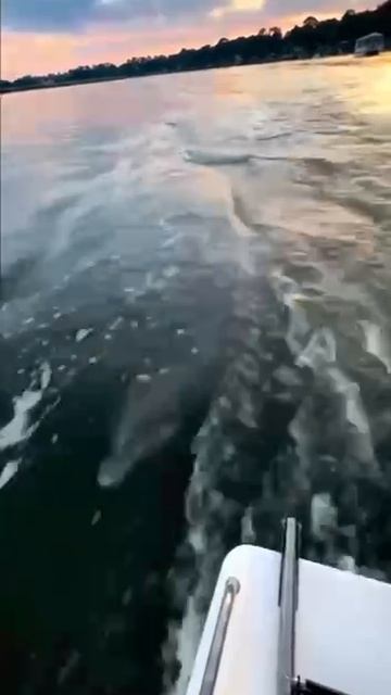 Дельфин присоединился к путешествию смотреть онлайн