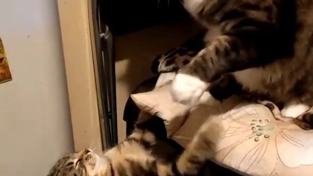 Бои без правил! смотреть онлайн