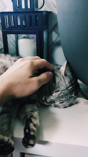 вельветовый кот 🐱🐈 смотреть онлайн