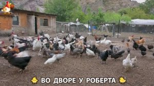 Содержание кур в домашних условиях и других птиц во дворе у Роберта 🐣🐤🦆🐔🪿🦃 (314)