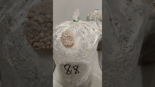 КАК ВЫРАЩИВАТЬ ВЕШЕНКУ В БЛОКАХ смотреть онлайн