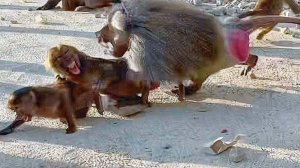 Зубами за шкирку- Дед жестоко, до крови, наказал Хуаниту! Тигры пришли на охоту к гамадрилам ДОМ2.