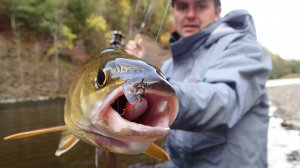 D-Concept 48MD. Маленькому куску большой рот рад.