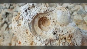 Майский поход в глиняный карьер Гжельского завода за пиритом и молочными кристаллами кварца