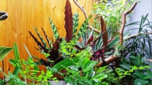 В гостях у Натальи! Комнатные растения в интерьере! Цветочный оазис!