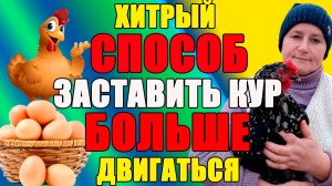Хитрый СПОСОБ, как заставить кур БОЛЬШЕ двигаться.