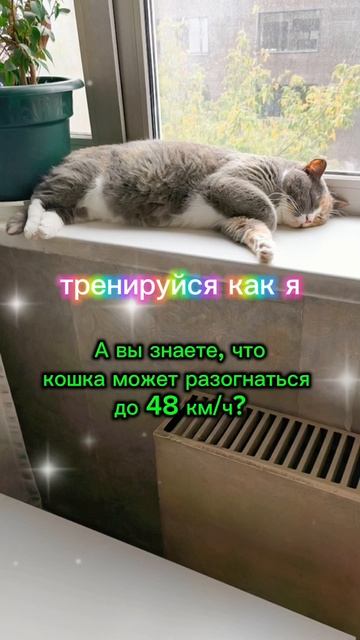 Тренируйся как я #кошки #кошка #котики #кот #котик #тренировка #жизнь #жиза #советы #мысли смотреть онлайн