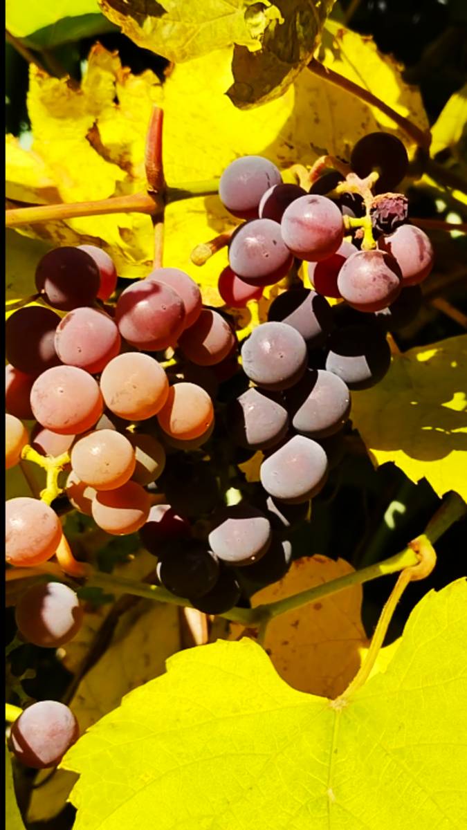 Созрел виноград в Северной столице ! смотреть онлайн