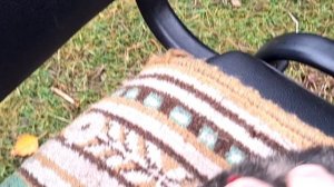 Французский баран девочка 5 мес в предложении. Видео 1.