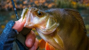 ЖИРНЫЕ ОКУНИ ГНУТ СПИННИНГ в БУБЛИК / МОРМЫШИНГ ПОЗДНЕЙ ОСЕНЬЮ