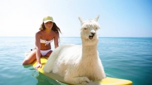 ✅ ТОП ПРИКОЛЫ С ЖИВОТНЫМИ — СМОТРИ ОНЛАЙН И УЛЫБНИСЬ! 😆