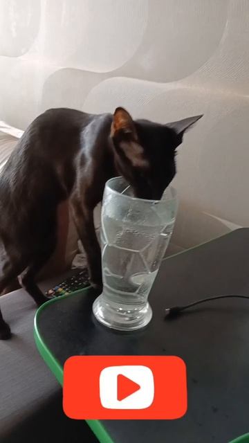 кошка пьёт, брызги во все стороны смотреть онлайн