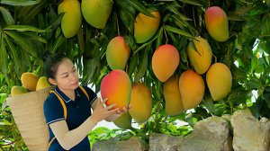 Сбор сладких манго и других тропических фруктов. Продажа на сельском рынке. Жизнь во Вьетнаме