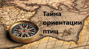 Тайна ориентации птиц