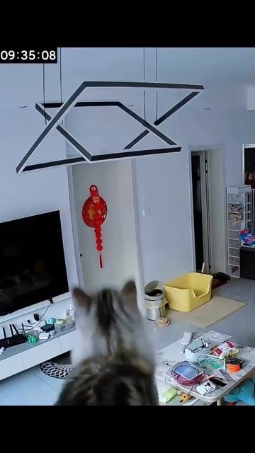 Коты vs телик😅 смотреть онлайн