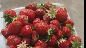 клубника.супер технология выращивания.меньше труда,больше результат.